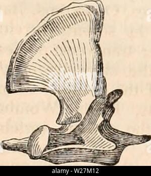 Immagine di archivio da pagina 290 della encyclopaedia - Wikizionario di anatomia e Foto Stock