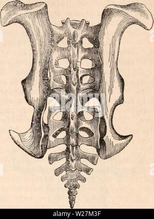 Immagine di archivio da pagina 291 della encyclopaedia - Wikizionario di anatomia e Foto Stock