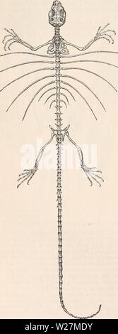 Immagine di archivio da pagina 293 della encyclopaedia - Wikizionario di anatomia e Foto Stock