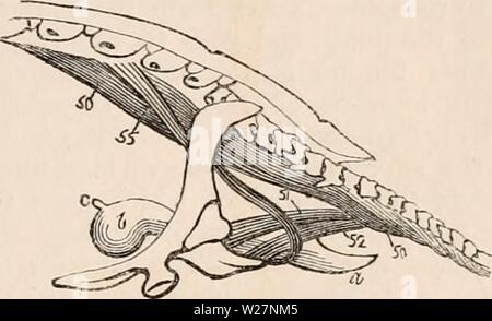 Immagine di archivio da pagina 300 della encyclopaedia - Wikizionario di anatomia e. Il encyclopaedia - Wikizionario di anatomia e fisiologia cyclopdiaofana0401todd Anno: 1847 Miologia della tartaruga. 86, abductor digiti tertii, quart et quint s 90, interossei digitorum manus intern. dita sono in tartaruga, pochi di numero, la loro mano essendo così spianate in forma di aletta o oar come da non richiedere né flessori né extensors delle dita; in questi, pertanto, l'analogo dell'estensore digitorum coin- munis viene confuso con il generale apo- nevrosi. Flessori communis è leggermente più distinte; e il interossei, Foto Stock