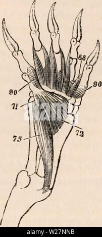 Immagine di archivio da pagina 300 della encyclopaedia - Wikizionario di anatomia e Foto Stock