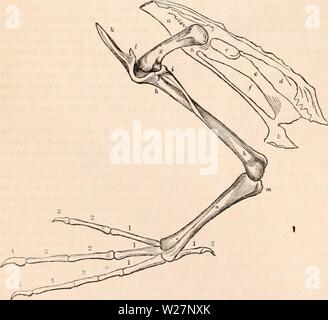 Immagine di archivio da pagina 301 di encyclopaedia - Wikizionario di anatomia e Foto Stock