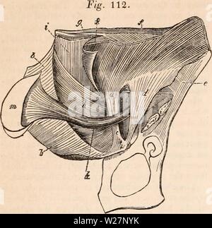 Immagine di archivio da pagina 301 di encyclopaedia - Wikizionario di anatomia e Foto Stock