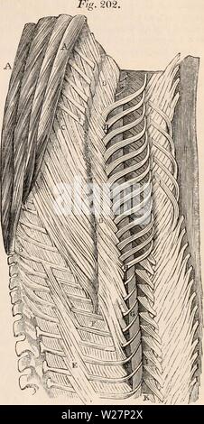 Immagine di archivio da pagina 302 della encyclopaedia - Wikizionario di anatomia e. Il encyclopaedia - Wikizionario di anatomia e fisiologia cyclopdiaofana0401todd Anno: 1847 REPTILIA. 281 Il flessore digitorum brevis dà il via a uno slittamento di ciascuna delle tre mediane dei piedi. Miologia di Ophidian rettili, muscoli della colonna vertebrale. - In serpenti come potrebbe essere previsto, i muscoli della colonna vertebrale sono molto completamente sviluppato, e facile da identificare. I dorsi spinalis deriva dalla superficie laterale delle apofisi spinose delle verte- brae, e parimenti riceve tendini di rein- forcement dal longissimus dorsi, che si diffondono e sono los Foto Stock