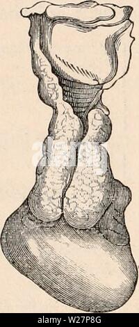 Immagine di archivio da pagina 303 della encyclopaedia - Wikizionario di anatomia e Foto Stock