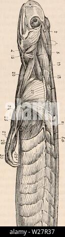 Immagine di archivio da pagina 307 della encyclopaedia - Wikizionario di anatomia e. Il encyclopaedia - Wikizionario di anatomia e fisiologia cyclopdiaofana0401todd Anno: 1847 286 REPTILIA. L'ultimo denominato muscolo (Sham'" ungenbein- muskel) (fig. 208, 7) deriva in parte dal so- Fig. 207. Itfitscles della salamandra terrestris. pube e in parte dal bordo esterno dell'y a forma di cartilagine pelvico, donde cerchi in avanti lungo tutta la lunghezza del abdo- uomini, racchiusi in una guaina formata tra interno ed esterno dei muscoli obliquo dell'addome per quanto riguarda la gola, in cui esso è inserito nella cornea centrale dell'os- Foto Stock