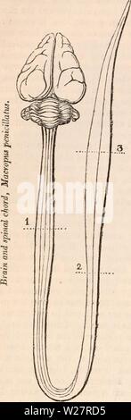 Immagine di archivio da pagina 309 della encyclopaedia - Wikizionario di anatomia e Foto Stock