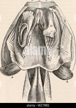 Immagine di archivio da pagina 311 della encyclopaedia - Wikizionario di anatomia e. Il encyclopaedia - Wikizionario di anatomia e fisiologia cyclopdiaofana0401todd Anno: 1847 290 REPTILIA. in cui il superiore denti mascellari aumentano di dimensione verso la parte posteriore dell'osso, i grandi denti terminali della serie sono tra- versed lungo il loro anteriore e lato convesso da una scanalatura longitudinale. In Bucephalus capemis due o tre max posteriore- illary denti presenti questa struttura, e sono molto più grandi rispetto ai denti anteriori o quelle del Palatino o serie premandibular ; essi aggiungere materialmente al potere di retaini Foto Stock