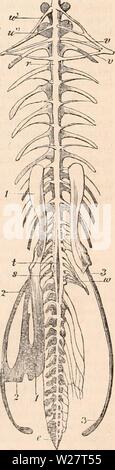 Immagine di archivio da pagina 313 della encyclopaedia - Wikizionario di anatomia e Immagine di archivio da pagina 313 della encyclopaedia - Wikizionario di anatomia e