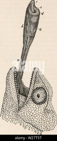 Immagine di archivio da pagina 313 della encyclopaedia - Wikizionario di anatomia e. Il encyclopaedia - Wikizionario di anatomia e fisiologia cyclopdiaofana0401todd Anno: 1847 292 REPTILIA. La dimensione di questa perforazione del dente e della depressione nella ganascia rispetto a quella di calcificazione di parte della matrice del dente, dimostra la loro sono state in gran parte causati dalla matrice di soft, che deve aver prodotto i suoi effetti da ex- citando l'azione vitale degli assorbenti e non dalla mera forza meccanica. La resistenza della parete della cavità di pasta di legno che sono stati così superare, il crescente numero di dente e la sua matrice di recedere dal tem Foto Stock