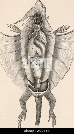 Immagine di archivio da pagina 316 della encyclopaedia - Wikizionario di anatomia e. Il encyclopaedia - Wikizionario di anatomia e fisiologia cyclopdiaofana0401todd Anno: 1847 KEPTILIA. 295 Lo stomaco è strettamente connesso con il fegato e in alcune specie, come, per l'ex- F/g.25. Draco volans. a, ventricolo del cuore; b il padiglione auricolare destro; c, il padiglione auricolare sinistro; dd, arterie carotidee; ee, la vena jugularis ; Jf, l'arteria subclaviau ; g. La trachea ; h, il polmone destro ; /, il polmone sinistro ; k, il fegato; / /, la parte inferiore del seno venoso, che inizia dal fegato e si estende alla destra del seno venoso; m, il dotto biliare; o, t Foto Stock