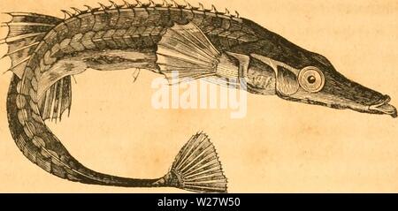 Immagine di archivio da pagina 318 di Danmarks fiske (1838) Foto Stock