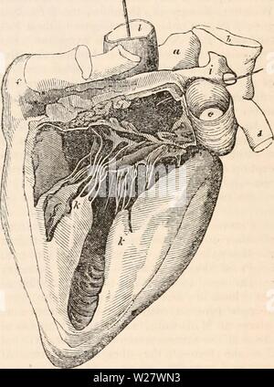 Immagine di archivio da pagina 320 della encyclopaedia - Wikizionario di anatomia e Foto Stock