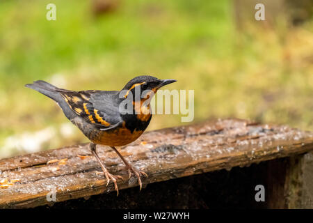 Issaquah, Washington, Stati Uniti d'America. Maschio Tordo variata seduto su una cassa di legno ricoperta di ghiaccio su un patio. Foto Stock