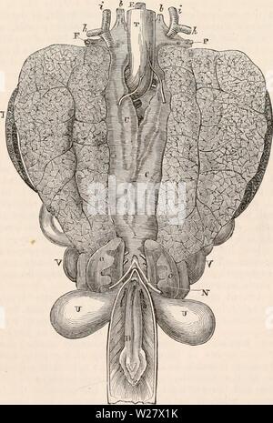 Immagine di archivio da pagina 322 della encyclopaedia - Wikizionario di anatomia e. Il encyclopaedia - Wikizionario di anatomia e fisiologia cyclopdiaofana0401todd Anno: 1847 REPTILIA. 301 direzione trasversale, mentre in quest'ultimo i canali sono più piccoli e il loro corso longitudi- nal. Nel piccolo intestino, analogamente, vi sono due strati di navi lattea, uno superficiale (la) peritoneale e altre profonde. Vi è inoltre un terzo strato costituito da molto bene i linfatici, che penetrano per quanto riguarda le villi della mucosa dell'intestino. Nello stomaco sono com- paratively pochi di numero. Il lymp Foto Stock