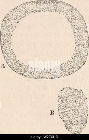 Immagine di archivio da pagina 325 della encyclopaedia - Wikizionario di anatomia e Foto Stock