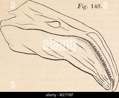 Immagine di archivio da pagina 328 della encyclopaedia - Wikizionario di anatomia e Foto Stock