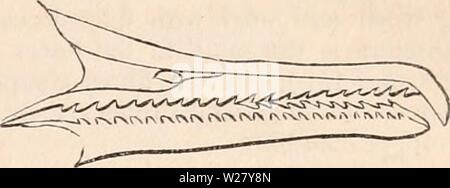 Immagine di archivio da pagina 328 della encyclopaedia - Wikizionario di anatomia e Foto Stock