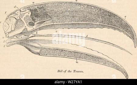 Immagine di archivio da pagina 328 della encyclopaedia - Wikizionario di anatomia e Foto Stock