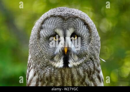 Grande grigio allocco (Strix nebulosa), animale ritratto, Francia Foto Stock