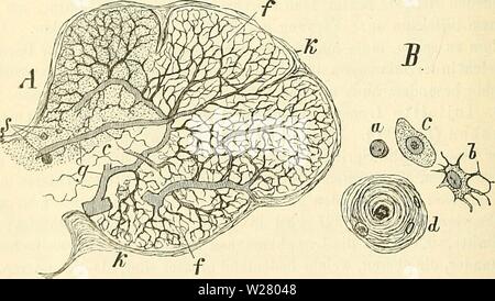 Immagine di archivio da pagina 333 del cursus der normalen Histologie zur Foto Stock