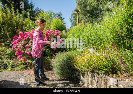 Donna innaffiamento di mano le rose e le erbe crescenti a Bellevue, Washington, Stati Uniti d'America Foto Stock