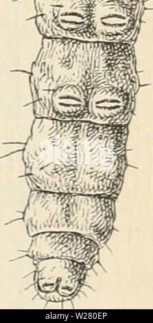 Immagine di archivio da pagina 334 di Dansk forstzoologi (1896) Foto Stock