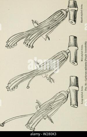 Immagine di archivio da pagina 335 del darwinismo un esposizione di Foto Stock