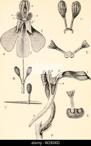 Immagine di archivio da pagina 335 del darwinismo; un'esposizione dei Foto Stock