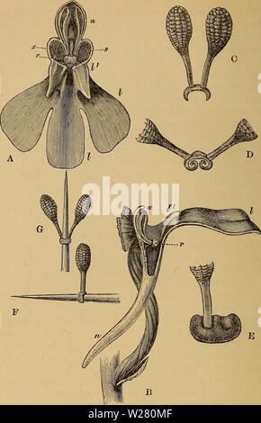 Immagine di archivio da pagina 335 del darwinismo; un'esposizione dei Foto Stock