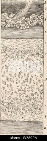 Immagine di archivio da pagina 335 della encyclopaedia - Wikizionario di anatomia e Foto Stock