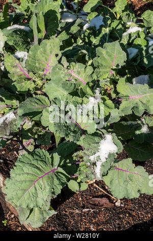 Issaquah, Washington, Stati Uniti d'America. Russo rosso Kale coperto di neve in una comunità giardino. Questo cimelio di famiglia kale è noto anche come Canadian Broccoli, Jack sfilacciato Foto Stock