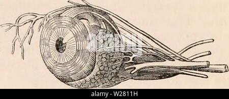 Immagine di archivio da pagina 336 della encyclopaedia - Wikizionario di anatomia e. Il encyclopaedia - Wikizionario di anatomia e fisiologia cyclopdiaofana0401todd Anno: 1847 Una vista esterna dell'occhio, palpebre, muscoli, SFC. di un coccodrillo. {Dopo John Hunter?), la superficie esterna della palpebra superiore; b, la superficie esterna del sotto la palpebra; c, i punti del bordo di entrambe le palpebre; d, l'angolo interno o canthus di entrambe le palpebre; e e la superficie interna dell'occhio- coperchi coperto dalla tunica congiuntiva; /, punto, alle due puncta lachrymalia all'interno dell'sotto la palpebra; g, la superficie esterna della terza palpebra Foto Stock