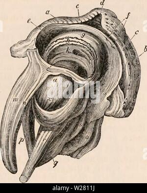 Immagine di archivio da pagina 336 della encyclopaedia - Wikizionario di anatomia e. Il encyclopaedia - Wikizionario di anatomia e fisiologia cyclopdiaofana0401todd Anno: 1847 REPTILIA. 315 verso l'esterno sull'occhio-ball, mentre allo stesso tempo essa ruota l'occhio-sfera verso l'interno sotto la membrana, il muscolo essendo attaccato per spostare- Fift. 229. Una vista esterna dell'occhio, palpebre, muscoli, SFC. di un coccodrillo. {Dopo John Hunter?), la superficie esterna della palpebra superiore; b, la superficie esterna del sotto la palpebra; c, i punti del bordo di entrambe le palpebre; d, l'angolo interno o canthus di entrambe le palpebre; e e la superficie interna del Foto Stock