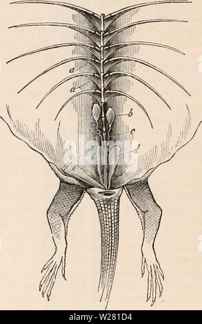 Immagine di archivio da pagina 339 della encyclopaedia - Wikizionario di anatomia e. Il encyclopaedia - Wikizionario di anatomia e fisiologia cyclopdiaofana0401todd Anno: 1847 organi maschio di generazione e rene della tartaruga. (Dopo Bojanus. M, M', la vescica urinaria laid open; o, il rene sinistro; r, la capsula renale; 8, tubi uriniferous derivate da rene, che dalla loro unione costituiscono l'uretere; N, uretere; F, terminazione comune dell'uretere e della vas deferens in corrispondenza del collo del blad- der, vicino all'inizio del solco uretrale; M, idem del lato opposto; y, i testicoli; c, il vas deferens; e b Foto Stock
