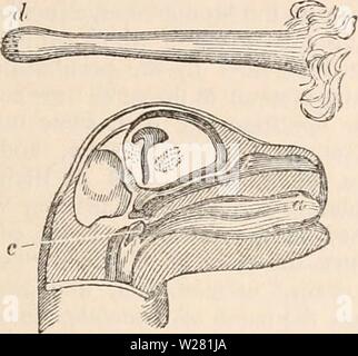 Immagine di archivio da pagina 340 della encyclopaedia - Wikizionario di anatomia e Foto Stock