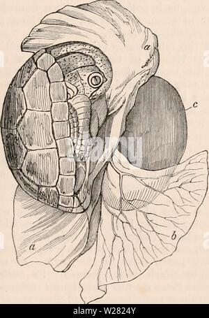 Immagine di archivio da pagina 344 della encyclopaedia - Wikizionario di anatomia e Foto Stock