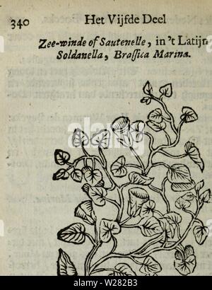 Immagine di archivio da pagina 345 di De Nederlandtse herbarius di, Kruydt-boeck. De Nederlandtse herbarius di, Kruydt-boeck : beschryvende de geslachten, gedaente, plaetse, tijt, oeffeningh, aert, krachten, en medicinael gebruyck van alderhande boomen, heesteren, braccio-gewassen, kruyden en planten, die in de Nederlanden in 't wilde gevonden, ende in de Hoven onderhouden worden : als mede de uytlandtsen di vreemde droogens, die gemeenlijck in de winckels apothekers gebruyckt worden : uyt verscheyde kruydt-beschrijvers tot dado van alle natuur-kunders, geneesmeesters, apothekers, chirurgijns, en liefh Foto Stock