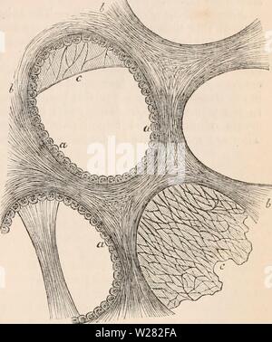 Immagine di archivio da pagina 346 della encyclopaedia - Wikizionario di anatomia e Foto Stock