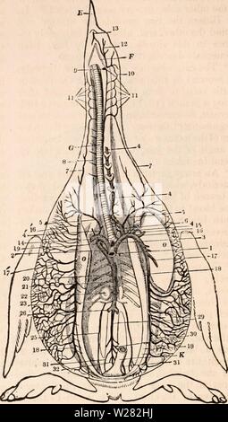 Immagine di archivio da pagina 347 della encyclopaedia - Wikizionario di anatomia e. Il encyclopaedia - Wikizionario di anatomia e fisiologia cyclopdiaofana01todd Anno: 1836 332 AVES. Fa che le estremità delle valvole semilunar in uccelli erano collegati alla piccola impresa, e talvolta ossificata stili integrati nel rivestimento fibroso delle navi. La disposizione delle fibre muscolari del ventricolo in uccelli è tale che il ventricolo destro sembra essere formata da una secessione parziale della superficie esterna da strati interni del parietes del ventricolo sinistro in corrispondenza della sezione anteriore e sul lato destro della cavità. Vedere la sezione trasversale, Foto Stock