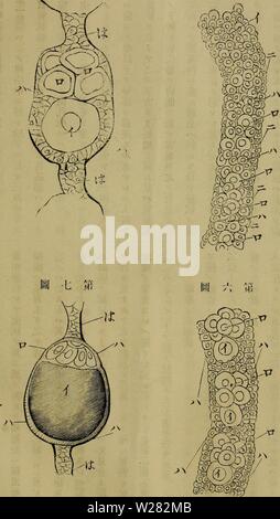 Immagine di archivio da pagina 348 di Dbutsugaku zasshi (1889) Foto Stock