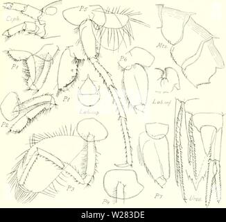 Immagine di archivio da pagina 352 danese Ingolf-spedizione (1899-1953). Il danese Ingolf-expedition danishingolfex3cpt8daniuoft Anno: 1899-1953 CRUSTACEA MALACOSTRACA. VII. 27I in fig. 77. Halirages elegans, $ abt. È mm., da 'Ingolf' San 95. La specie può variare in quanto a numero di denti dorsale; ma come è stato possibile rintracciare le altre differenze, tutti gli esemplari devono appartenere alla stessa specie. La forma tipica ha 3 denti dorsale (su 7 mesososome segmento e sulla prima e seconda metasome segmento); questo è il caso in Stappers il campione e nella maggior parte dei campioni visto da me. .A VOLTE Foto Stock