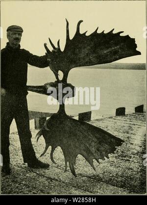 Immagine di archivio da pagina 362 della famiglia Cervi (1902). La famiglia Cervi deerfamily02roos Anno: 1902 corna di alce DALL'ALASKA Foto Stock