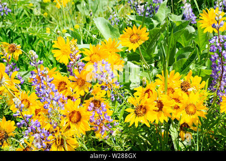 Balsamroot e lupini, molla nativi fiori selvatici del Pacifico nord-occidentale. Natura selvaggia dello sfondo. Foto Stock