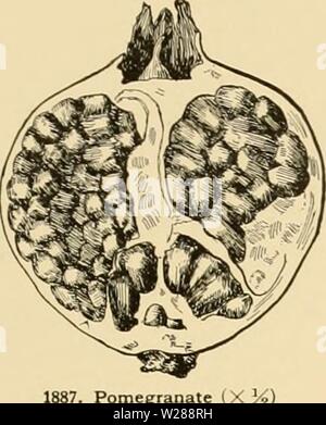 Immagine di archivio da pagina 388 di dell'enciclopedia di American orticoltura Foto Stock