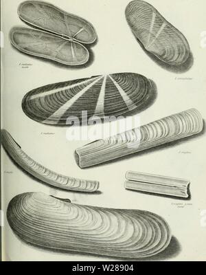 Immagine di archivio da pagina 388 della encyclopaedia - Wikizionario; o, dizionario universale Foto Stock