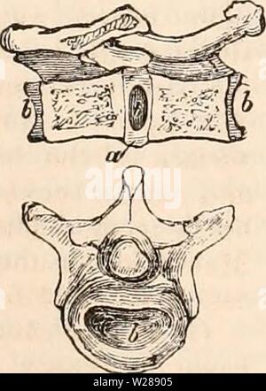 Immagine di archivio da pagina 388 della encyclopaedia - Wikizionario di anatomia e Foto Stock