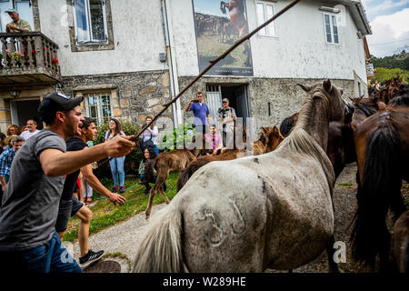 Cavalli selvaggi di arrivare al villaggio durante la "Rapa Das Bestas' (tranciatura delle bestie) un evento tradizionale spagnolo nel nord-ovest del villaggio Sabucedo, una quarantina di chilometri da Santiago de Compostela. La Rapa di bestie, tradotto come animale, di tranciatura avviene durante il primo fine settimana di luglio per quattro giorni in Sebucedo, Spagna. Centinaia di cavalli selvaggi sono state arrotondate e lottò per la massa per un pelo-cu come parte della tradizione. Foto Stock