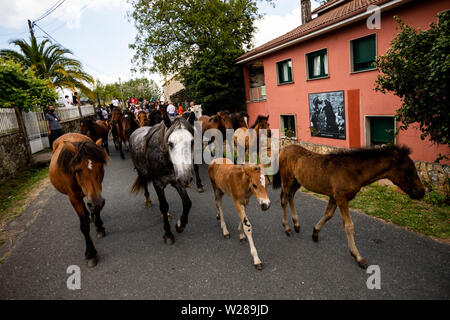 Cavalli selvaggi di arrivare al villaggio durante la "Rapa Das Bestas' (tranciatura delle bestie) un evento tradizionale spagnolo nel nord-ovest del villaggio Sabucedo, una quarantina di chilometri da Santiago de Compostela. La Rapa di bestie, tradotto come animale, di tranciatura avviene durante il primo fine settimana di luglio per quattro giorni in Sebucedo, Spagna. Centinaia di cavalli selvaggi sono state arrotondate e lottò per la massa per un pelo-cu come parte della tradizione. Foto Stock