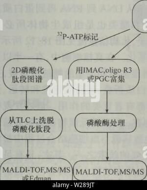 Immagine di archivio da pagina 394 di dan bai zhi hua xue. dan bai zhi hua xue yu dan bai zhi zu xue danbaizhihuaxu Foto Stock